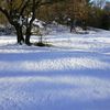 Neve