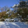 Neve