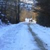 Neve